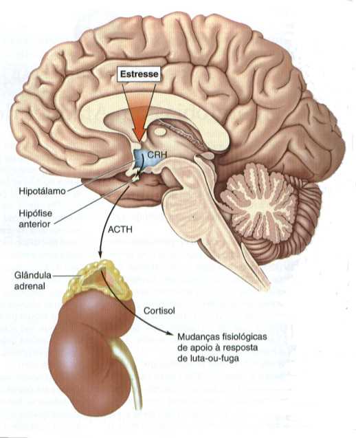 Regulação emocional