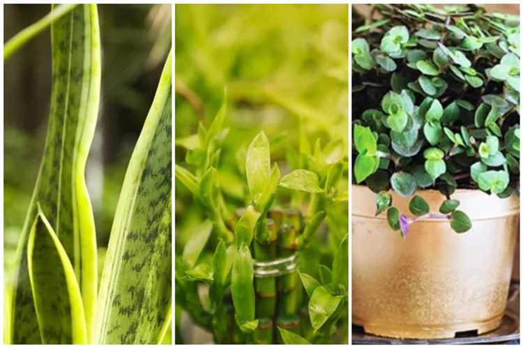 Plantas ornamentais que trazem prosperidade