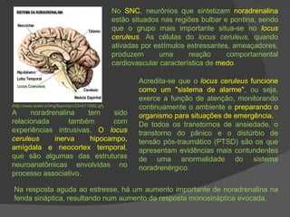 Quais são as bases neurais das emoções?